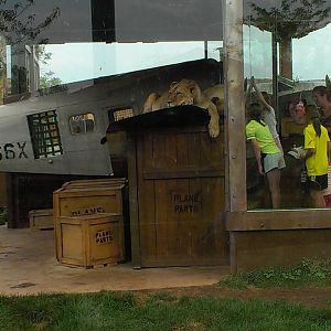 Heart of Africa- Lion Exhibit
