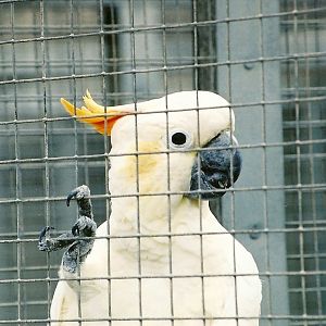 Citron-crested Cockatoo, 5th September 2006