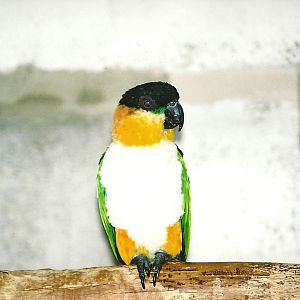 Black-headed Caique, 5th September 2006