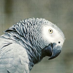 African Grey Parrot, 5th September 2006