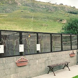 Parakeet aviares, 5th September 2005