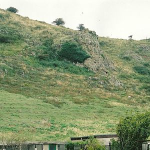 Brean Down rises above the bird garden, 5th September 2006