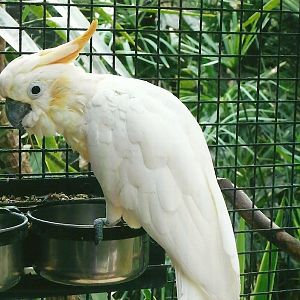 Citron-crested Cockatoo, 13th September 2013