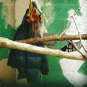 Enrichment in Blue and Yellow Macaw aviary, 13th September 2013