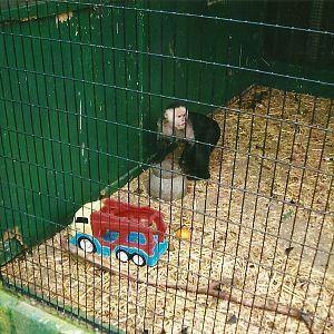 White-throated Capuchin, 13th September 2013