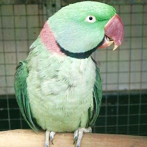 Alexandrine Parakeet, 13th September 2013