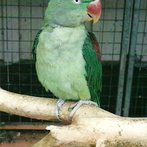 Alexandrine Parakeet, 13th September 2013