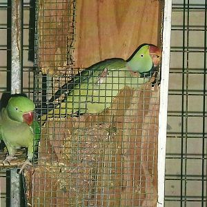 Alexandrine Parakeets, 13th September 2013