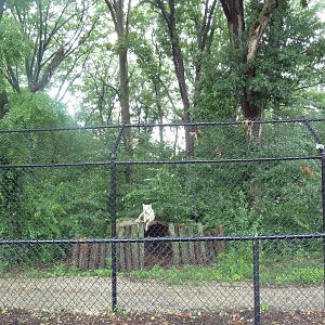 Grey Wolf Exhibit