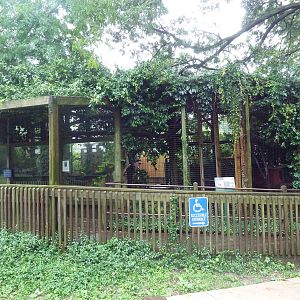 Eastern Screech Owl + Red Panda Exhibits
