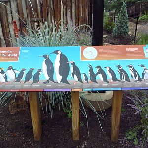 Humboldt Penguin Exhibit (New in 2013) - Sign