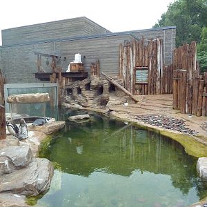 Humboldt Penguin Exhibit (New in 2013)