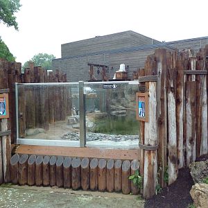 Humboldt Penguin Exhibit (New in 2013)