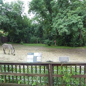 Grant's Zebra Exhibit