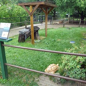 Reptile House - Leopard Tortoise Outdoor Yard