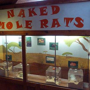 Reptile House - Naked Mole Rat Exhibit