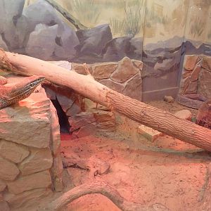 Reptile House - Argus Monitor Exhibit