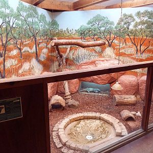 Reptile House - Rhinoceros Iguana Exhibit