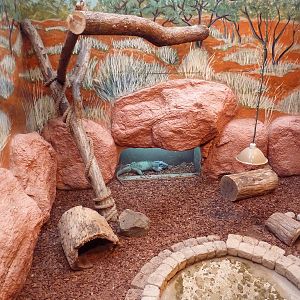 Reptile House - Rhinoceros Iguana Exhibit