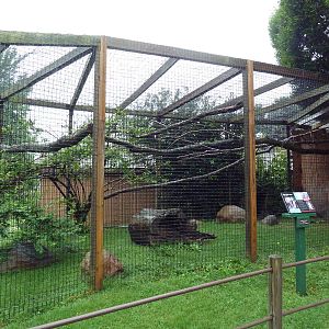 Ring-Tailed Lemur Exhibit