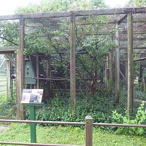 Golden Lion Tamarin Exhibit