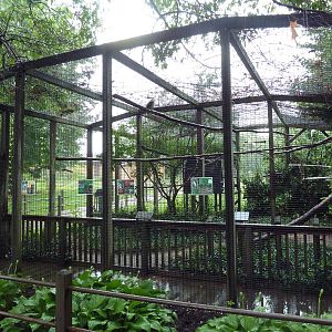Bird Aviary (4 Species)