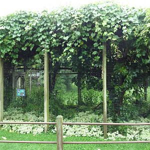 Lady Ross's Turaco Exhibit