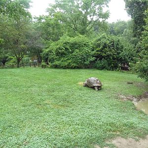 Galapagos Tortoise Exhibit