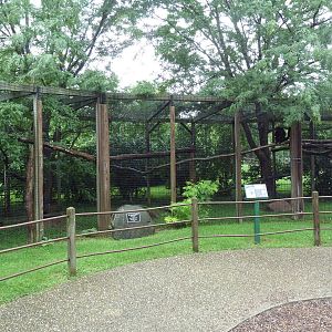 Black-Handed Spider Monkey Exhibit