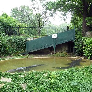 American Alligator Exhibit