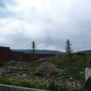 Grizzly Bear Exhibit