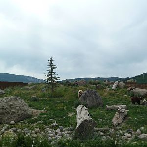 Grizzly Bear Exhibit