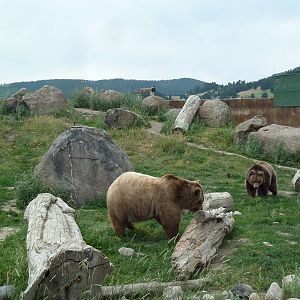 Grizzly Bear Exhibit