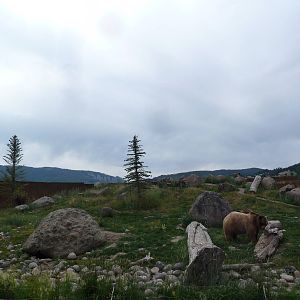 Grizzly Bear Exhibit