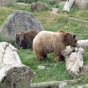 Grizzly Bears