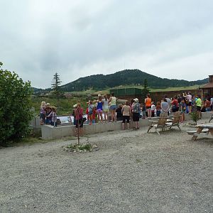 Grizzly Bear Exhibit + Crowd
