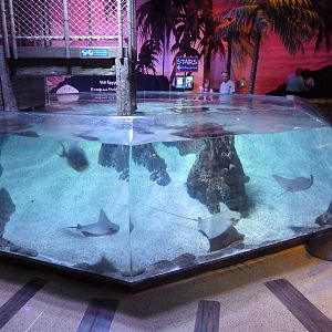 Bay of Rays Exhibit