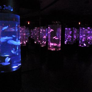 Moon Jelly Mirror Room