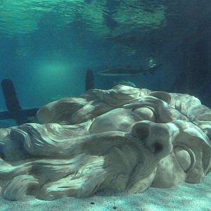 300-Foot Ocean Tunnel Tank