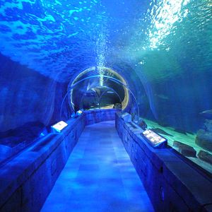 300-Foot Ocean Tunnel Tank