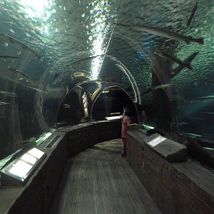 300-Foot Ocean Tunnel Tank (Amazon Section)