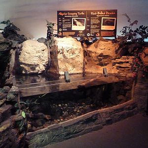 Alligator Snapping Turtle/Red-Bellied Piranha Exhibit
