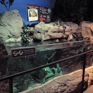 Freshwater Angelfish Exhibit