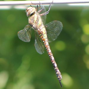 Dragonfly ID