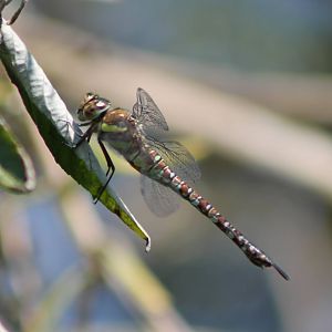 Dragonfly ID