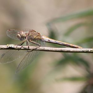 Dragonfly ID