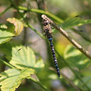 Common Aeshna male