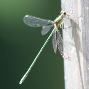 Green lestes female