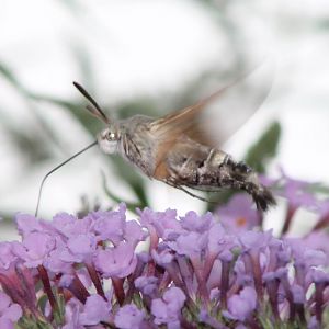 Hummingbird Hawk-moth
