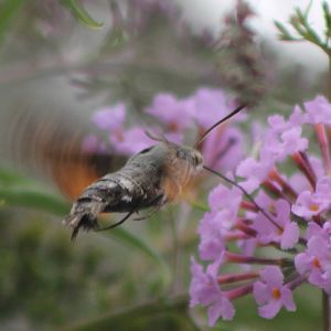 Hummingbird Hawk-moth